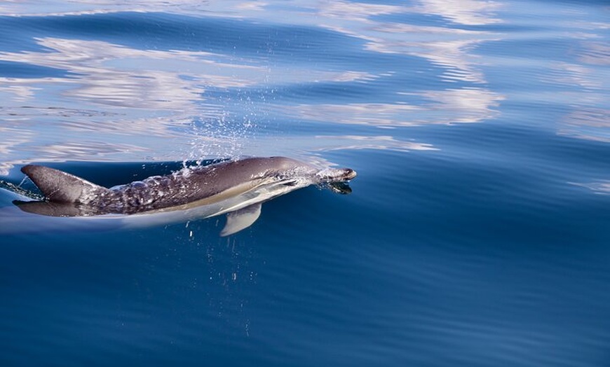 Image 7: Hunter Coastal Adventure Tour by Boat from Newcastle