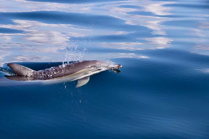 Hunter Coastal Adventure Tour by Boat from Newcastle