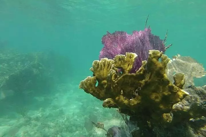 Coral Reef Snorkeling Tour - Second Medium