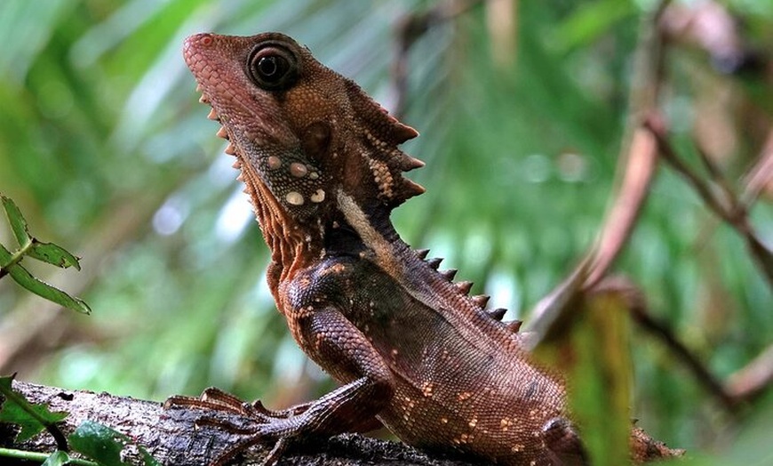 Image 4: Private Luxury Daintree Dream Tour All Inclusive