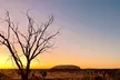 Uluru (Ayers Rock) Field of Light Sunrise Tour - Second Medium