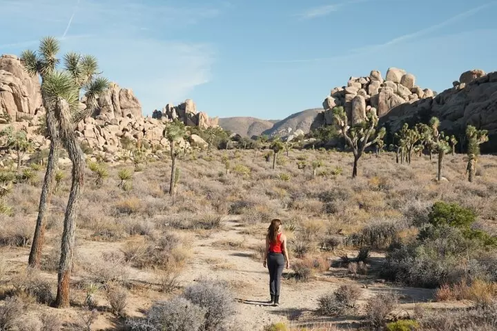 1-day Private Tour to Joshua Tree National Park from Los Angeles - Primary Image