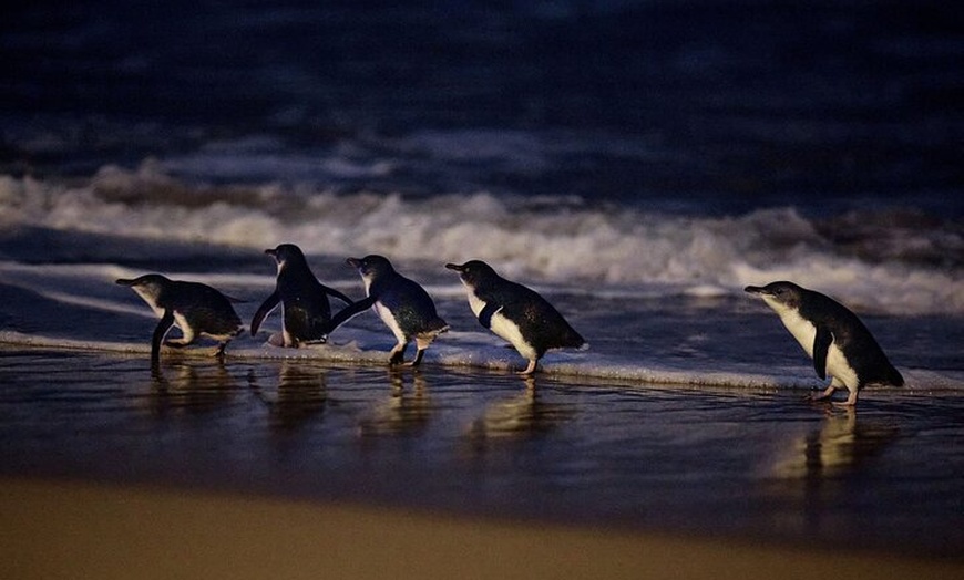 Image 9: Phillip Island and Penguin Parade Private Tour