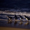 Image 9: Phillip Island and Penguin Parade Private Tour