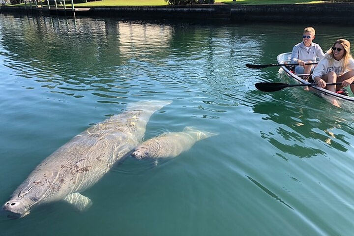 Crystal River Three Sisters Springs and Manatee Clear Kayak Tours