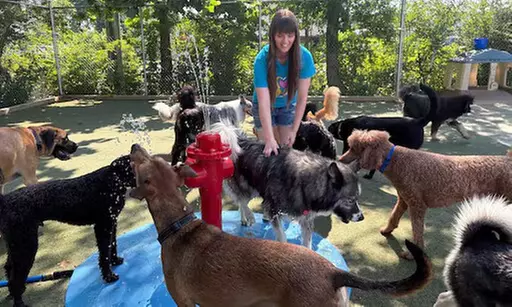 $17 For 1 Full Day Of Dog Daycare (Reg. $34)