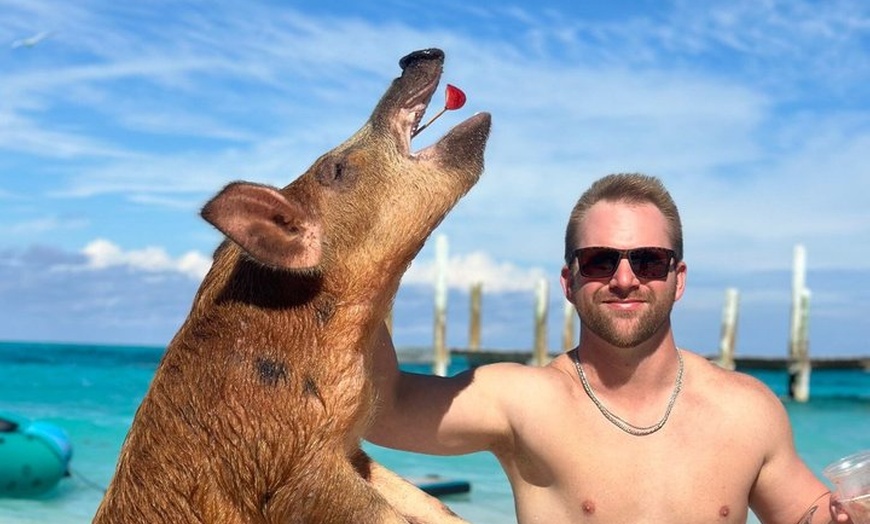 Image 16: Rose Island Snorkeling, Lunch, Rum Punch and Swimming Pigs