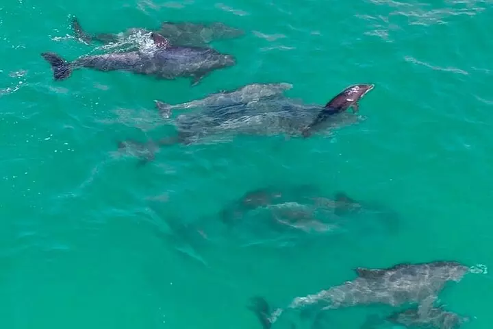 2 Passenger Jet Ski Dolphin Tour from Gilligan's Watersports - Primary Image