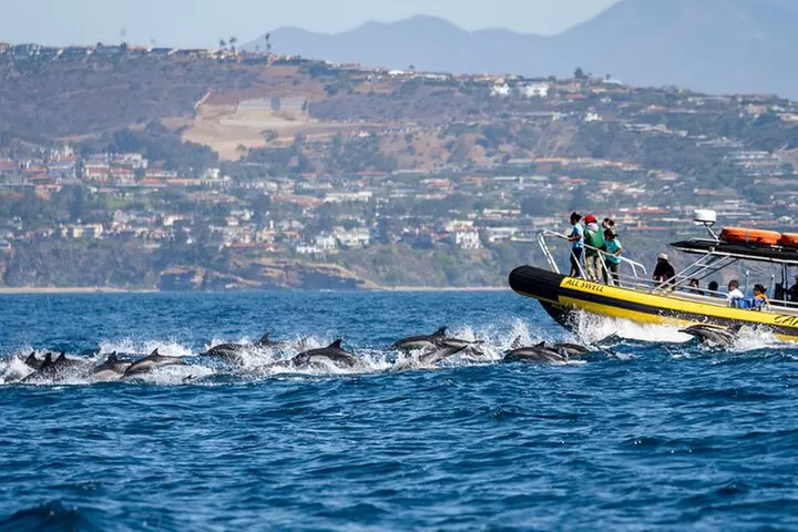 Up-Close Dolphin & Whale Watching Zodiac Adventure in Dana Point