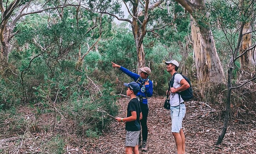 Image 2: After Hours Koala Walking Tour in Kangaroo Island