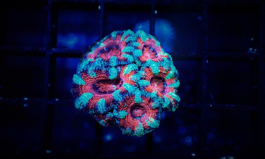 Image 12: One Hour Coral Farm Tour, Discover Australia's Marine Life