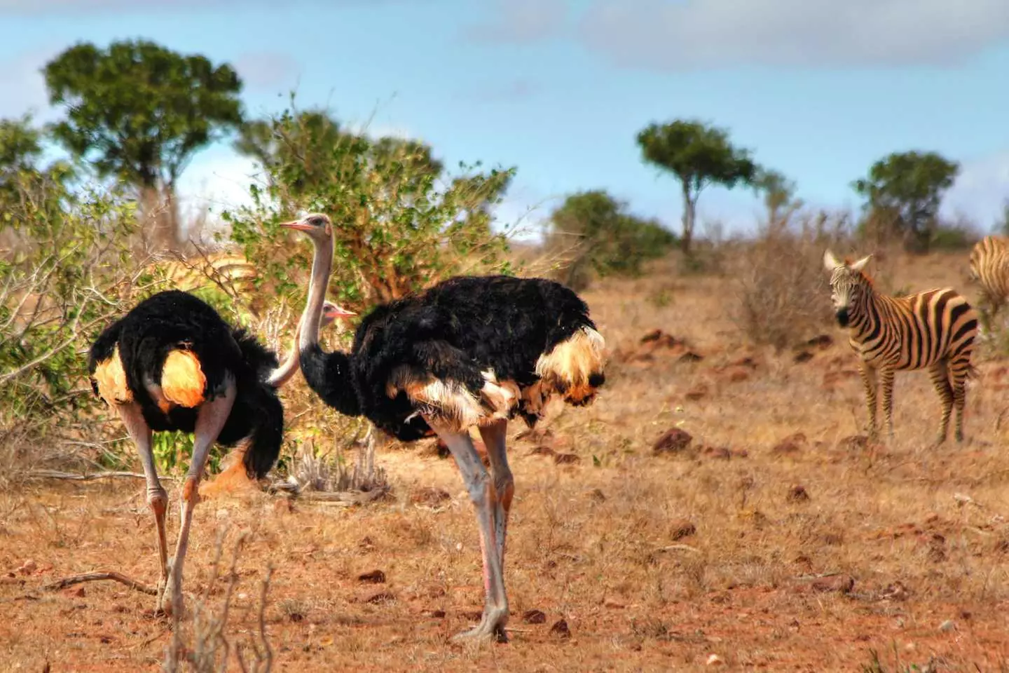 ✈ KENYA | Mombasa - Riserve naturali in safari e spiagge in Kenya 3...