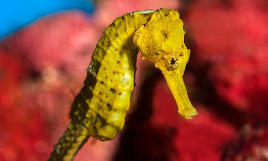 Image 3: Evite las colas Entrada para el Acuario de Barcelona