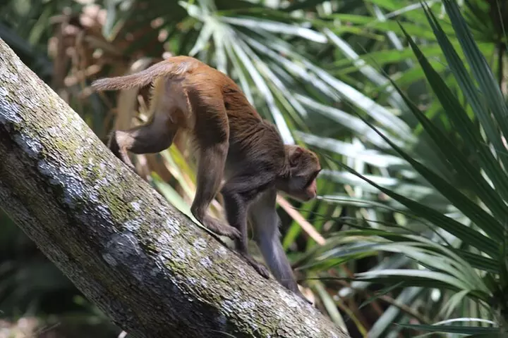 Clear Kayak or Paddleboard Manatee Adventure