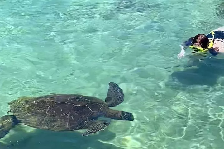 Beach Snorkel - Sea Turtle and Black Sand Lagoon