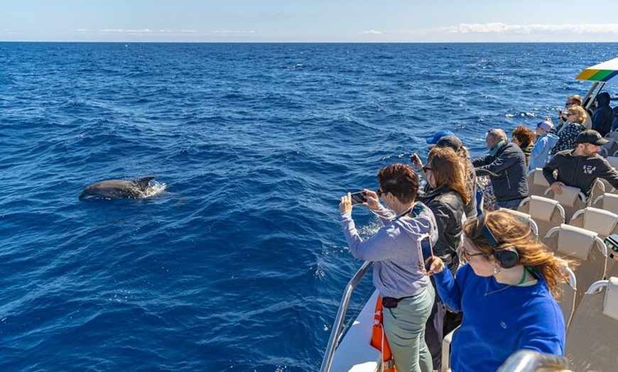 Image 5: Dolphin Adventure : Avistamiento de Delfines en Barco Rápido en Mal...