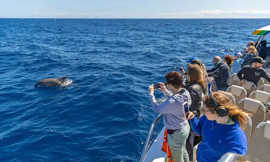 Image 5: Paseo en barco privado por Palma de Mallorca
