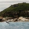 Image 1: Whale Watching Cruise from Tidal River