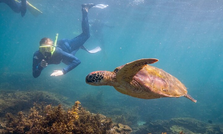 Image 17: Aquascene Magnetic Island Discovery Tour