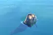 Humpback Whale Watching in Kailua-Kona Hawaii - Second Medium