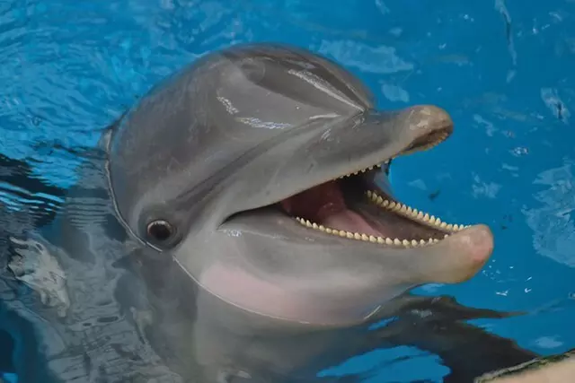 $89.99 For A Dolphin Encounter (Reg. $179.99)