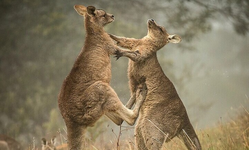 Image 10: Melbourne PRIVATE Penguin Tour Wildlife Tour-Gold Mines Town Tour