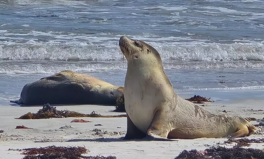 Image 25: Adelaide: Kangaroo Island 2-Day Epic Adventure Small Group tour