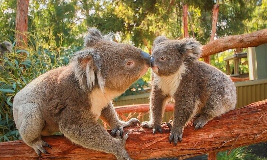 Image 8: Melbourne PRIVATE Penguin Tour Wildlife Tour-Gold Mines Town Tour
