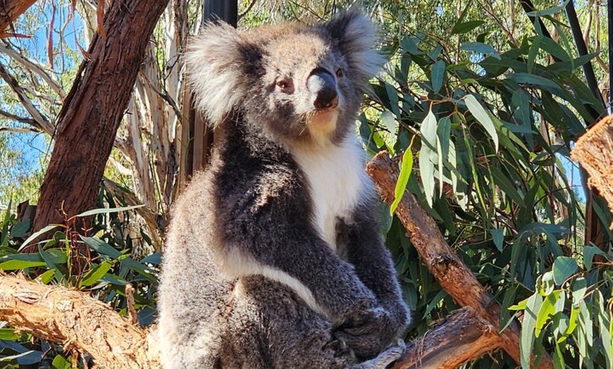 Image 6: Premium Adelaide Hills Full Day Shore Tour Cruise Port Pick-up