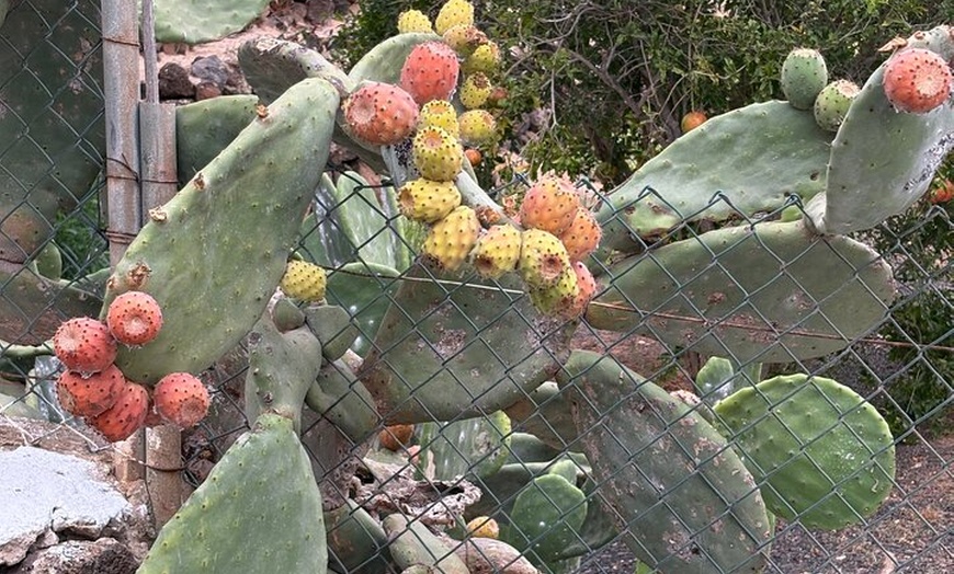 Image 14: Fuerteventura : Explora playas y paisajes Maravillosos del Norte.