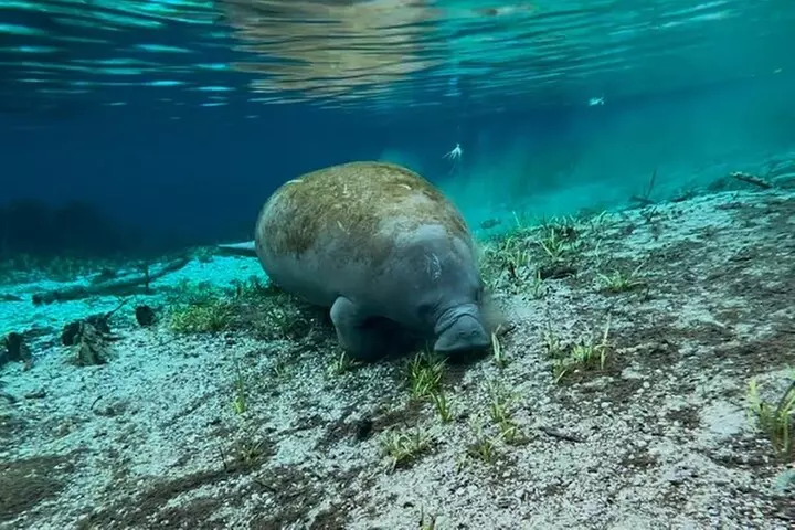 Silver Springs Jungle Kayaking and Paddleboarding
