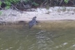 Guided Two Hour Boat Tour of the Indian River Lagoon - Second Medium