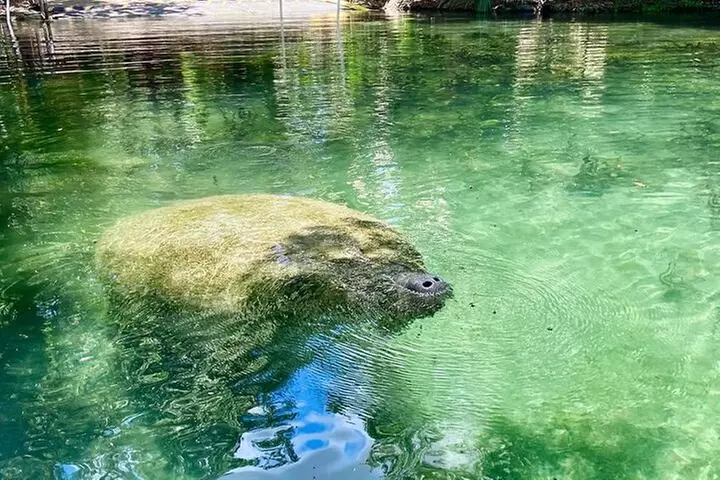 Glass Bottom Kayak Tours of Silver Springs