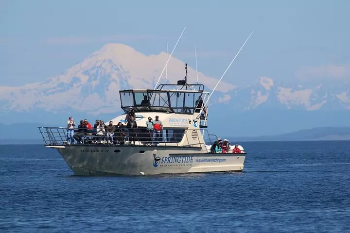 Victoria Whale Watch Tour - Primary Image