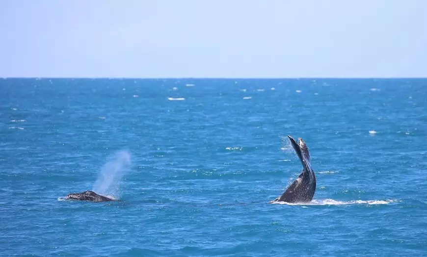Image 7: Whale Watching Tour & Fitzroy Island From Cairns
