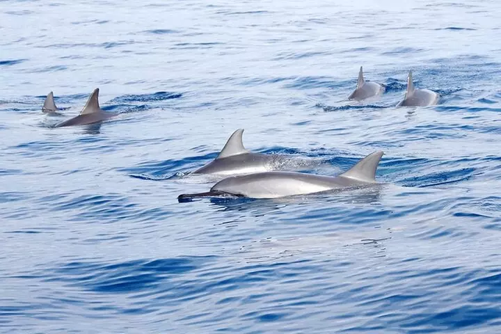 Double Reef Snorkel and Dolphin Watch in Kona - Primary Image