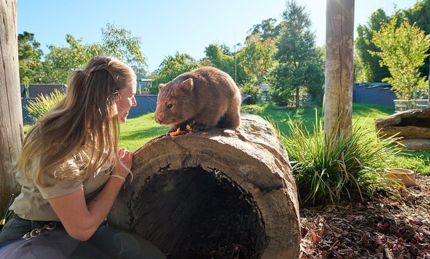 Image 13: Kiama & Kangaroos - Sydney South Coast Escape