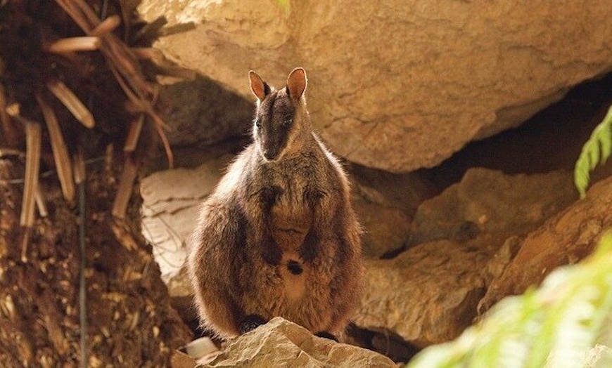Image 7: Blue Mountains Electric Bike Tour with Transport