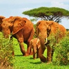 Image 1: ✈ KENYA | Mombasa - Safari and beach relaxation in Kenya 4* - Tour