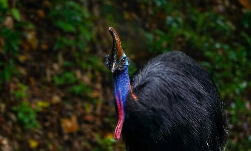 Image 21: Private Guided Tour in Port Douglas and Surrounds