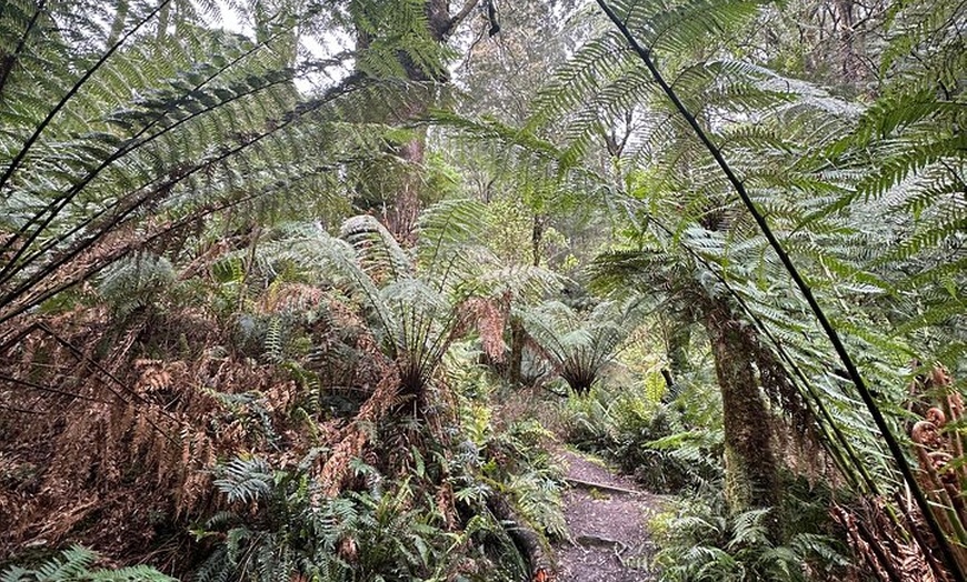 Image 8: Great Ocean Road 12 apostles PRIVATE Luxury Tour 5 PAX all incl.