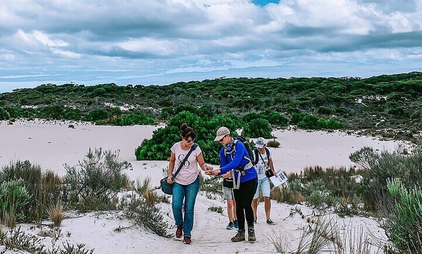 Image 6: After Hours Koala Walking Tour in Kangaroo Island
