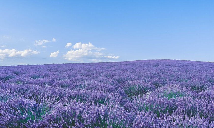Image 2: Aix en Provence : Champs de Lavande & Usine L'Occitane