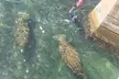 San Juan Snorkel with Manatees and Turtles with Free Rum - Second Medium