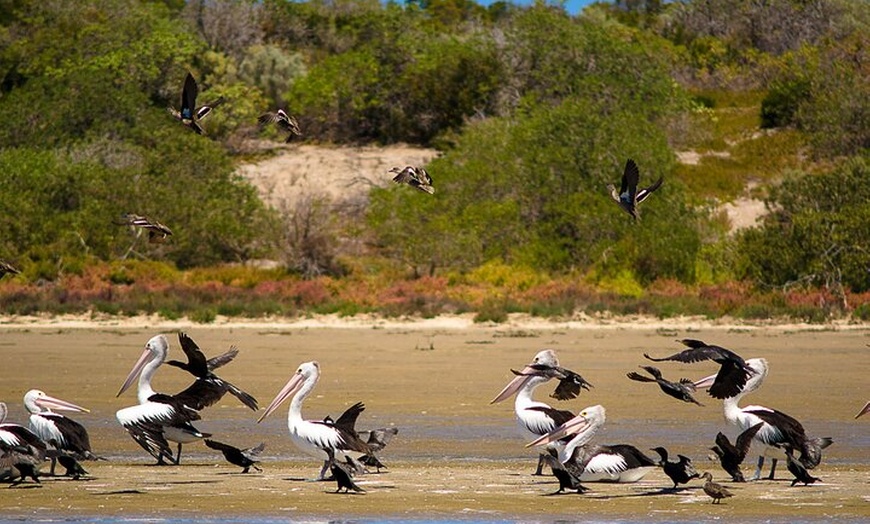 Image 2: Murray Mouth Cruise