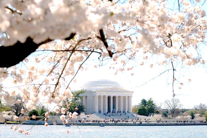 National Mall & Cherry Blossoms with Washington Monument Ticket