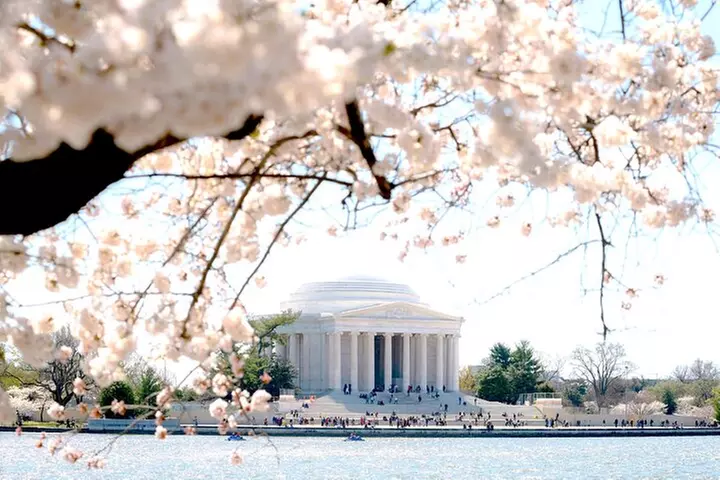 National Mall & Cherry Blossoms Tour with Optional Museum Tickets