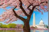 VIP Private Tour of Washington DC