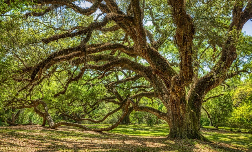 Image 14: ✈ UNITED STATES | New Orleans - Explore Louisiana by car 3* - Self-...