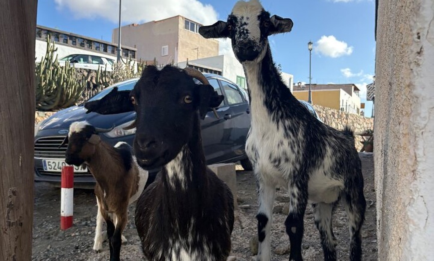Image 5: Fuerteventura : Island Tour en mini furgoneta con 8 pax. ¡Todo Hotp...